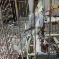 عروس هلندی