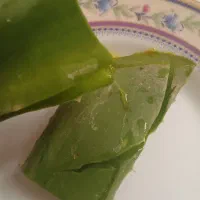 الوورا با برگهای سبز وسرحال و خاصیت درمانی|آرایشی، بهداشتی، درمانی|نهاوند, |دیوار