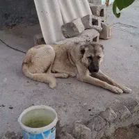 سگ گله