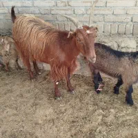 فروش بز با دو بزغاله
