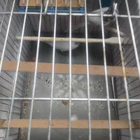 مرغ عشق|پرنده|قیامدشت - خاورشهر, |دیوار