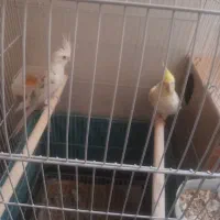 عروس هلندی