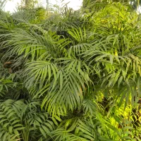 گل نخل اریکا *گلخانه من *|گل و گیاه طبیعی|بیرجند, |دیوار