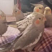 عروس هلندی فروشی