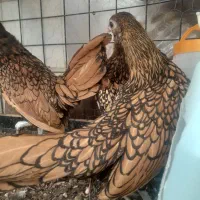 یک ست سبرایت گلد|حیوانات مزرعه|اصفهان, باغ زرشک|دیوار