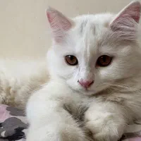 بچه گربه پرشین