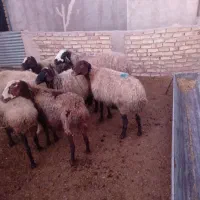 میش بره دار و ابستن