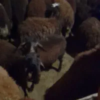 ۱۸عدد بره ۱۰تا ماده ۸تا نر|حیوانات مزرعه|ثمرین, |دیوار