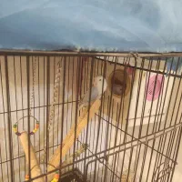 فروش ۳ جفت کوتوله برزیلی|پرنده|شیراز, تندگویان|دیوار