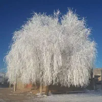 اوشاخ ساخلاماغ