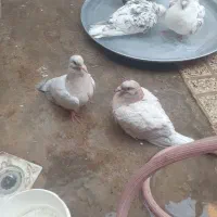 کبوترجوجه سرورلکه دار