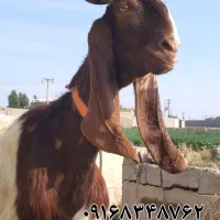 بز کاموری  سقلو زا با ستا بزغاله