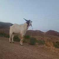 دیبر در حد|حیوانات مزرعه|بیله سوار, |دیوار