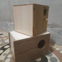 لونه عروس هلندی و کوتوله برزیلی