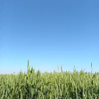 گندم بذری کاسگوژن و جی ۵