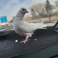 کفتر گرفتنی