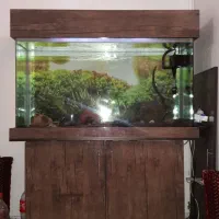 اکواریوم شیشه خم|ماهی|کرج, مصباح|دیوار