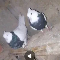 ۲۰۰۰۰۰۰|پرنده|گلی داغ, |دیوار