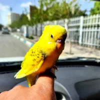 مرغ عشق دستی تازه دونخور نر