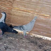 پرنده