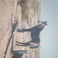 اسب نر