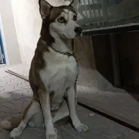 سگ روتوایلر و هاسکی|سگ|بندر کنگان, |دیوار