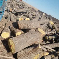 خریدچوب سبیدار چنار توت کاج وچوب سقفی