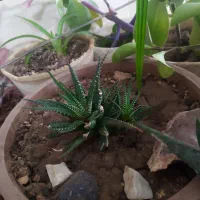گل آپارتمانی ۲۸ عدد