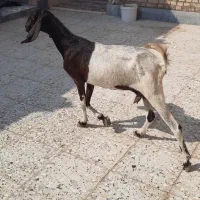 ۳راس بز ماده  ابستن