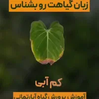 خدمات باغیانی با بهترین کیفیت|خدمات باغبانی و درختکاری|فردیس, فردیس|دیوار