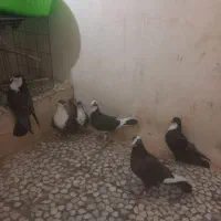 کبوتر جوانه|پرنده|هامون, |دیوار