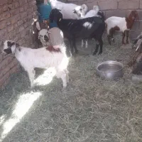 گوسفند|حیوانات مزرعه|نرماشیر, |دیوار