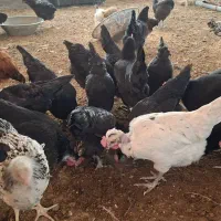 مرغ تخم گذار  محلی