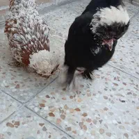 مرغ لهستانی پا پر