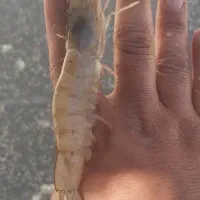 میگو دریایی