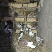 کفتر پروندنی ۲۵۰|پرنده|آران و بیدگل, |دیوار