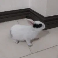 خرگوش|موش و خرگوش|گرگان, |دیوار