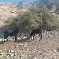فروش الاغ ماده و کره خره نر