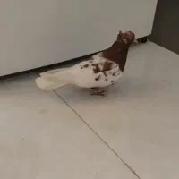 کبوتر کفتر  نر کله سرخ