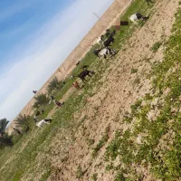 بزنژدی وافغانی