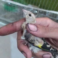 جوجه سهره