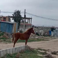 اسب