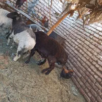 قوچ|حیوانات مزرعه|فهرج, |دیوار