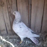 سرونج  و المانی|پرنده|نیشابور, خیام|دیوار