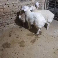سه راس بره نر مغانی|حیوانات مزرعه|باخزر, |دیوار