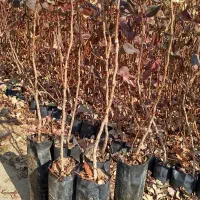 نهال پسته بادامی زرندی و نهال بنه