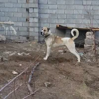 سگ سرابی اصیل