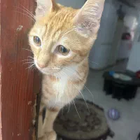 واگذاری گربه نر