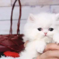 پرشین بریتیش سفید گلد