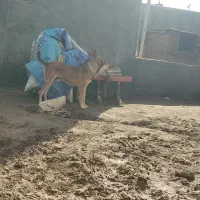 سگ نر افغان|سگ|خوشاب, |دیوار